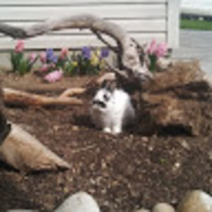 Meet your Posher, Clover